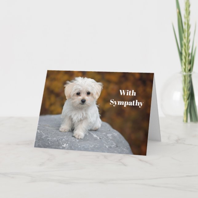 Maltese White Puppy Photo Sympathy Card (Front)