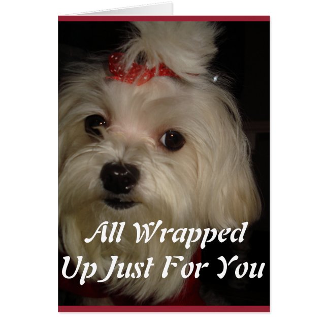 Maltese with Red Bow (Front)