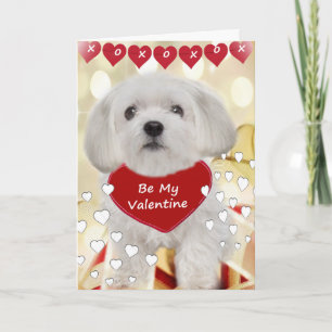 Maltese XOXO Valentine Cards