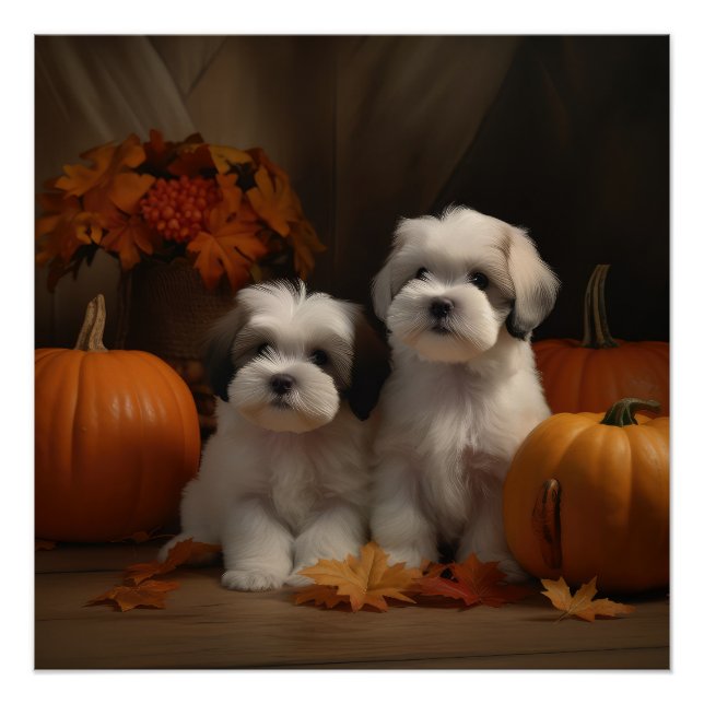 Malti tzu Puppy Autumn Delight Pumpkin Poster (Front)