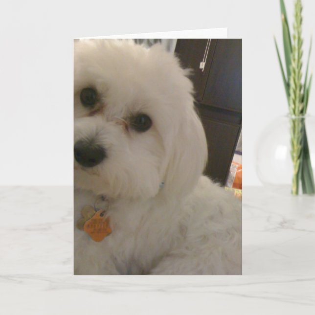 Maltipoo Card (Front)