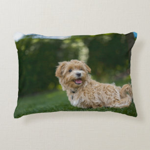 Maltipoo Decorative Cushion
