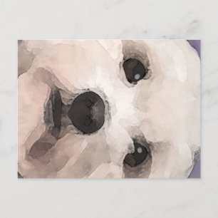 Maltipoo Postcard