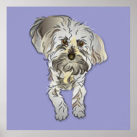 Maltipoo Puppy