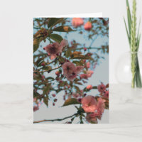 Malus Brandywine Crabapple Blossom