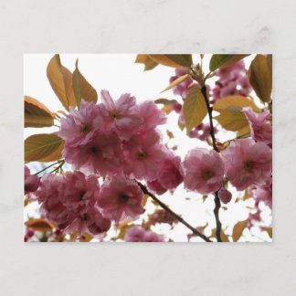 Malus Brandywine Crabapple Blossom Postcard