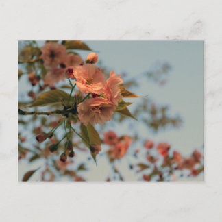 Malus Brandywine Crabapple Blossom Postcard