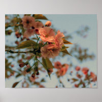 Malus Brandywine Crabapple Tree Spring Pink Bloom
