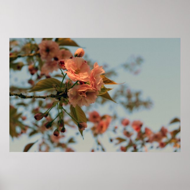 Malus Brandywine Crabapple Tree Spring Pink Bloom Poster (Front)