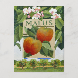 Malus Postcard