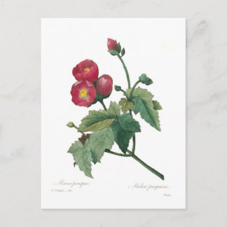 Malva purpurea postcard