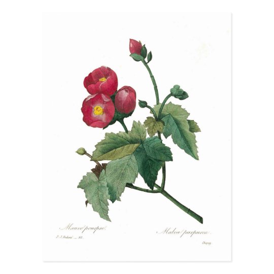 Malva purpurea postcard