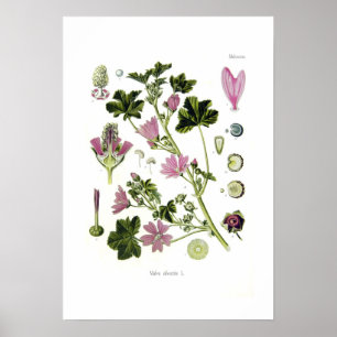 Malva silvestris poster