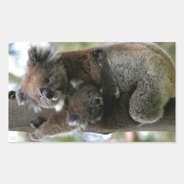 Mama and Baby Koala Rectangular Sticker (Front)