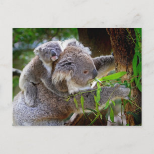 Mama and Baby Koalas Postcard