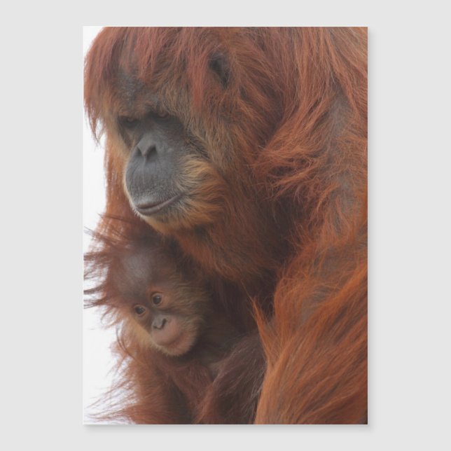 Mama and baby Orangutan (Front)