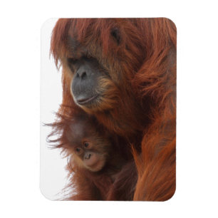 Mama and baby Orangutan Magnet
