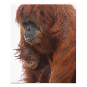 Mama and baby Orangutan Photo Print