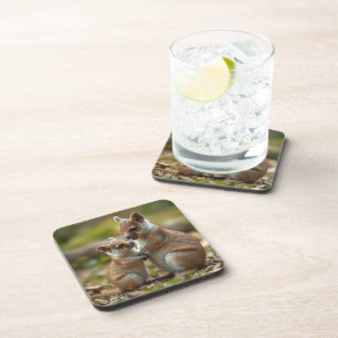 Mama And Baby Quokka Life Lessons, Coaster
