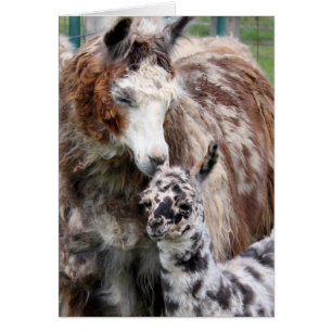 Mama & Baby Llama Kiss