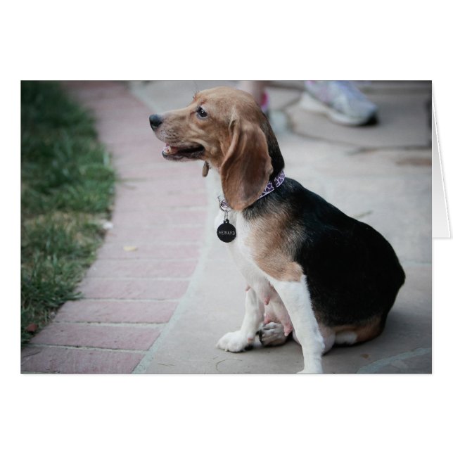 Mama Beagle (Front Horizontal)