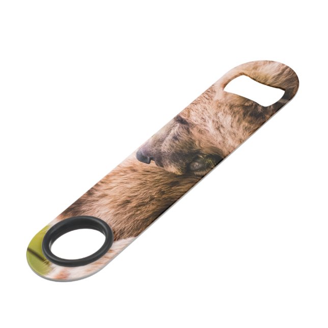 Mama bear nursing her two cubs, Lake Clark Nationa (Front Angled)