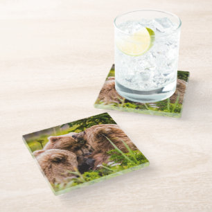 Mama bear nursing her two cubs, Lake Clark Nationa Glass Coaster
