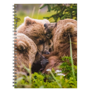 Mama bear nursing her two cubs, Lake Clark Nationa Notebook