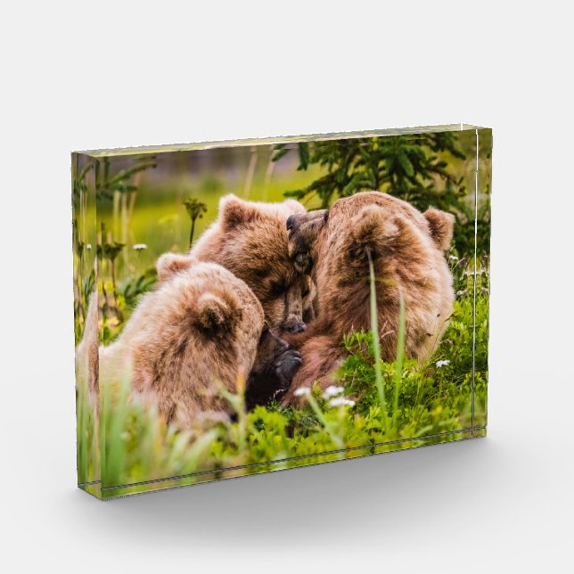 Mama bear nursing her two cubs, Lake Clark Nationa Photo Block (Left)