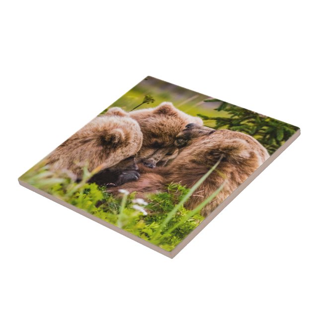 Mama bear nursing her two cubs, Lake Clark Nationa Tile (Side)