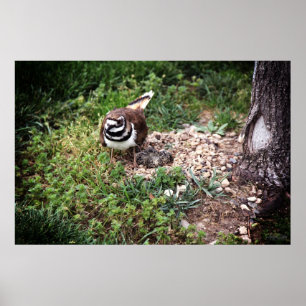 Mama Bird protecting eggs photography print
