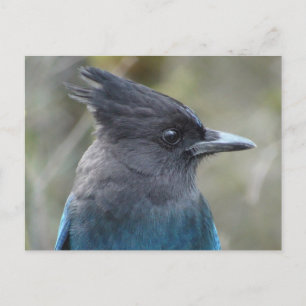 Mama Blue Postcard