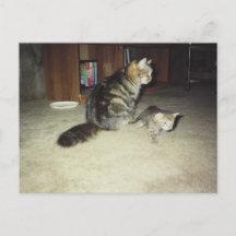 Mama cat with kitten