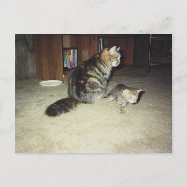 Mama cat with kitten postcard (Front)