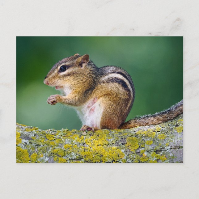 Mama Chipmunk Postcard (Front)