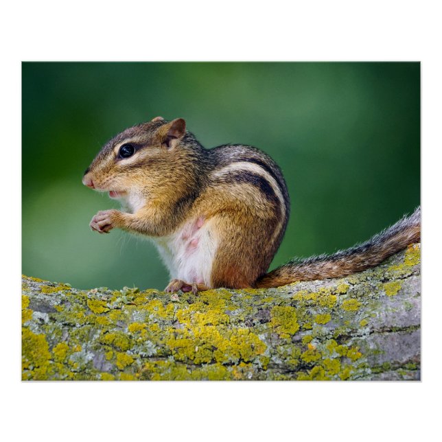 Mama Chipmunk Poster (Front)
