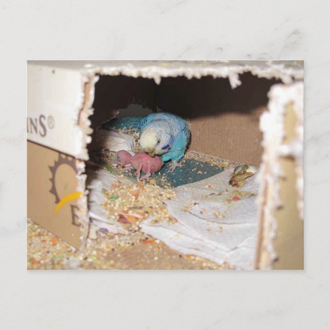 Mama Dexter And Baby Rufus Postcard (Front)