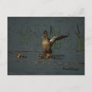Mama Duck with Ducklings postcard