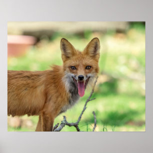 Mama Fox in the Hudson Valley Poster