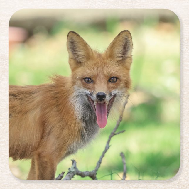 Mama Fox in the Hudson Valley Square Paper Coaster (Front)