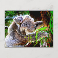 Mama Koala and Baby Joey in a Tree