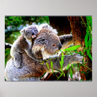 Mama Koala and Baby Joey in a Tree