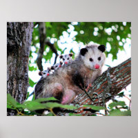 Mama Possum and Babies