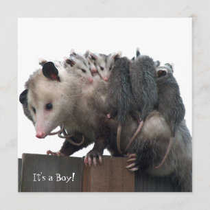 Mama Possum Humourous Birth Photo Announcement