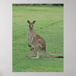 Mama Roo and Joey Poster