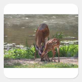Mama Whitetail Deer and Fawn Square Sticker