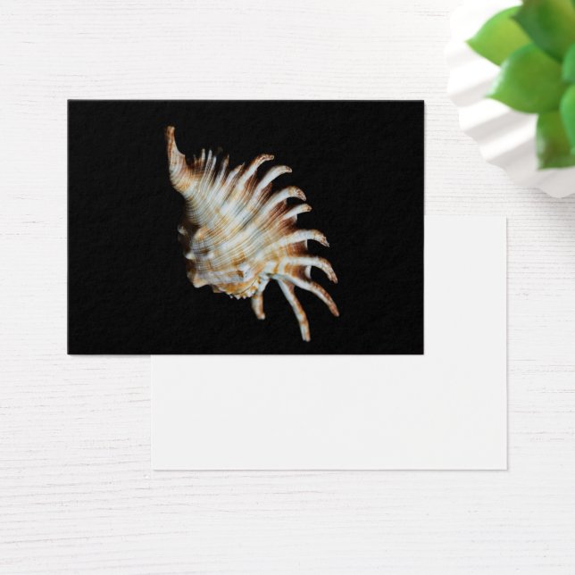 Mambeda Lambis Shell Spider (Desk)