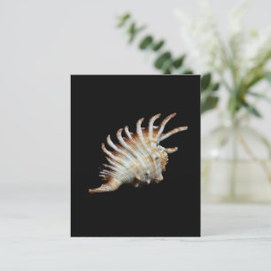 Mambeda Lambis Shell Spider