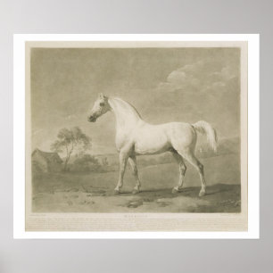 Mambrino, after George Stubbs, 1788 (mezzotint) Poster