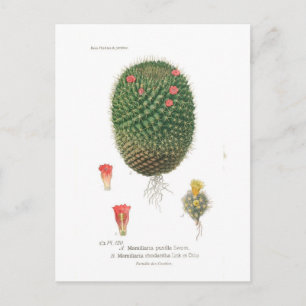 Mamillaria species postcard